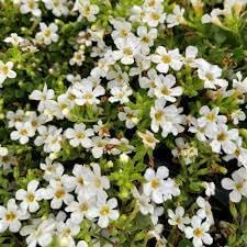 Bacopa Flower seeds for Planting - Fragrant Blossoms, Heirloom & GMO Free Seeds for Home Garden
 
 Sale for planting in home garden.
