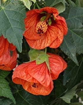 Tangerine Orange Abutilon Flower seeds for Planting - Vibrant Colors, Heirloom & GMO Free Seeds for Home Garden
 
 Sale for planting in home garden