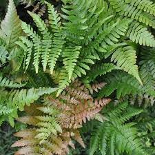 Dryopteris Erythrosora Flower seeds for Planting Premium Quality Heirloom & GMO Free Seeds for Home Garden 
 
 Sale for planting in home garden