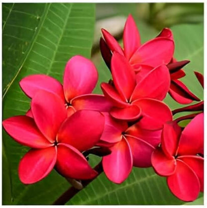 Red & White Frangipani Flower seeds for Planting - Pollinator Friendly, Heirloom & GMO Free Seeds for Home Garden
