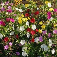 Heirloom Mirabilis Jalapa Flower seeds for Planting Easy to Grow Heirloom & GMO Free Seeds for Home Garden 
 
 Sale for planting in home garden