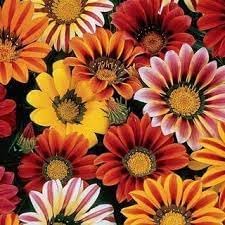 Gazania Sunshine Flower seeds for Planting - Garden Favorite, Heirloom & GMO Free Seeds for Home Garden
 
 Sale for planting in home garden.