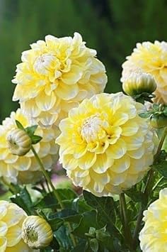 Lemon Pie Dahlia Flower seeds for Planting - Low Maintenance, Heirloom & GMO Free Seeds for Home Garden
 
 Sale for planting in home garden
