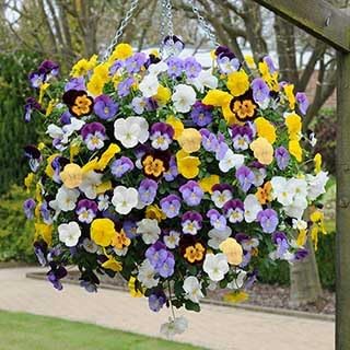 Bedding Flower seeds for Planting - Low Maintenance, Heirloom & GMO Free Seeds for Home Garden
 
 Sale for planting in home garden.