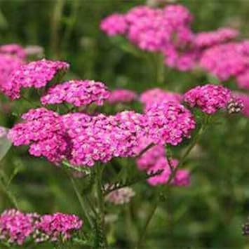Yarrow Flower seeds for Planting Seasonal Bloomer Heirloom & GMO Free Seeds for Home Garden