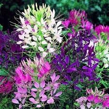 Heirloom Cleome Flower seeds for Planting Pollinator Friendly Heirloom & GMO Free Seeds for Home Garden 
 
 Sale for planting in home garden