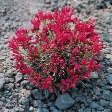 Red Calandrinia Flower seeds for Planting - Cottage Garden Essential, Heirloom & GMO Free Seeds for Home Garden
 
 Sale for planting in home garden