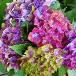 Rainbow Hydrangea Flower seeds for Planting - Compact Growth, Heirloom & GMO Free Seeds for Home Garden
 
 Sale for planting in home garden.