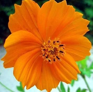 Orange Cosmos Flower seeds for Planting - Long Bloom Season, Heirloom & GMO Free Seeds for Home Garden
 
 Sale for planting in home garden