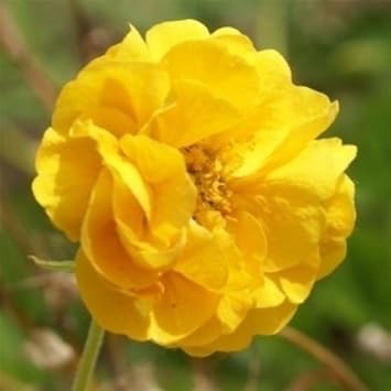 Yellow Avens Sunrise Flower seeds for Planting - Vibrant Colors, Heirloom & GMO Free Seeds for Home Garden
 
 Sale for planting in home garden.