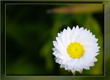 White Winged Flower seeds for Planting - Cottage Garden Essential, Heirloom & GMO Free Seeds for Home Garden
 
 Sale for planting in home garden