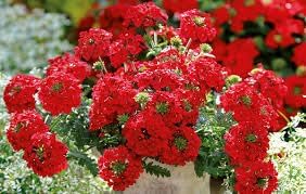 Cress Flower seeds for Planting - Easy to Grow, Heirloom & GMO Free Seeds for Home Garden
 
 Sale for planting in home garden