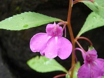 Violet Balsamine Flower seeds for Planting - Hardy Variety, Heirloom & GMO Free Seeds for Home Garden
 
 Sale for planting in home garden