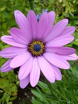 Lavender Osteospermum Flower seeds for Planting - Sun Loving, Heirloom & GMO Free Seeds for Home Garden
 
 Sale for planting in home garden.