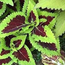 Heirloom Kong Lime Flower seeds for Planting Vibrant Colors Heirloom & GMO Free Seeds for Home Garden 
 
 Sale for planting in home garden