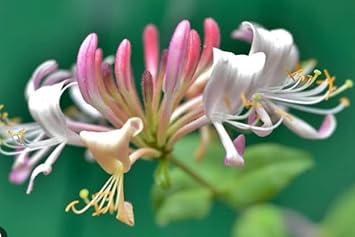 Pink White Cape Honeysuckle Flower seeds for Planting - Fragrant Blossoms, Heirloom & GMO Free Seeds for Home Garden
 
 Sale seeds for planting in home garden