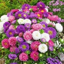 Aster Flower seeds for Planting Perfect for Borders Heirloom & GMO Free Seeds for Home Garden 
 
 Sale for planting in home garden