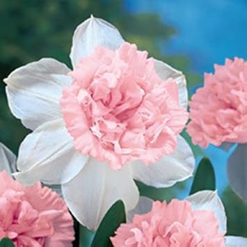 Baby Pink White Daffodils Flower seeds for Planting - Fragrant Blossoms, Heirloom & GMO Free Seeds for Home Garden
 
 Sale seeds for planting in home garden