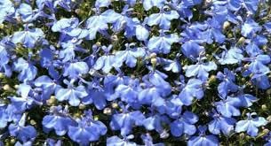 Regatta Flower seeds for Planting Wildflower Mix Heirloom & GMO Free Seeds for Home Garden 
 
 Sale for planting in home garden