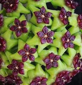 Green Maroon Hoya Flower seeds for Planting - Vibrant Colors, Heirloom & GMO Free Seeds for Home Garden
 
 Sale for planting in home garden.