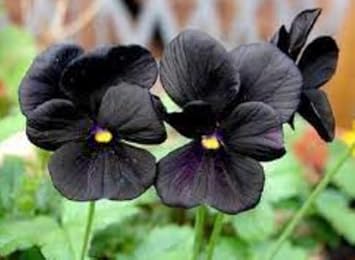 Black Pansy Flower seeds for Planting - Cut Flower Favorite, Heirloom & GMO Free Seeds for Home Garden
 
 Sale seeds for planting in home garden