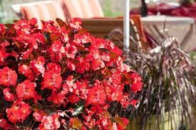 Begonia Flower seeds for Planting Sun Loving Heirloom & GMO Free Seeds for Home Garden 
 
 Sale for planting in home garden