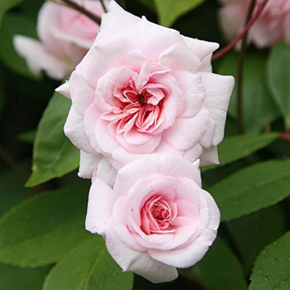 Cecile Brunner Climbing Rose - Charming Pink Climbing Rose Bush for Your Garden