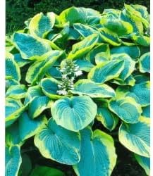 Heirloom Hosta Flower seeds for Planting Compact Growth Heirloom & GMO Free Seeds for Home Garden 
 
 Sale for planting in home garden