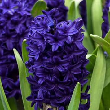Deep Blue Hyacinthus Orientalis Flower seeds for Planting - Vibrant Colors, Heirloom & GMO Free Seeds for Home Garden
 
 Sale seeds for planting in home garden
