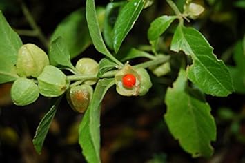 Green Withania Somnifera Flower seeds for Planting - Easy to Grow, Heirloom & GMO Free Seeds for Home Garden
 
 Sale for planting in home garden