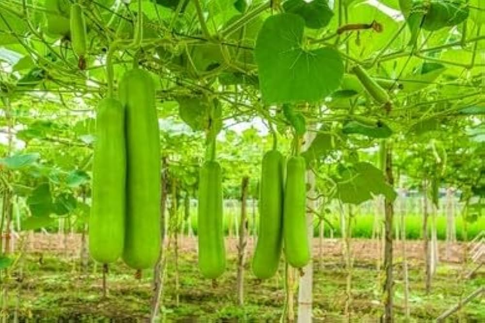 Mottled Bottle Gourd Vegetable Seeds for Planting – Heirloom, Non-GMO, Easy to Grow, Decorative