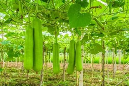Mottled Bottle Gourd Vegetable Seeds for Planting – Heirloom, Non-GMO, Easy to Grow, Decorative