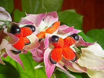 Pink Orange Thomsonae Flower seeds for Planting Long Bloom Season Heirloom & GMO Free Seeds for Home Garden
 
 Sale seeds for home garden planting