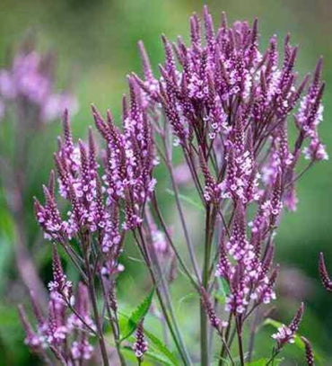 Hastata Flower seeds for Planting - Shade Tolerant, Heirloom & GMO Free Seeds for Home Garden