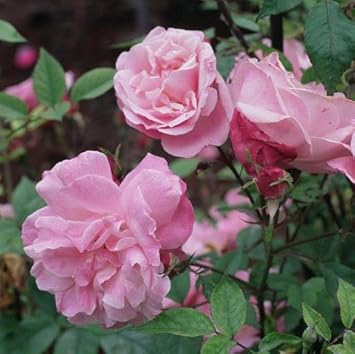Baby Pink Climbing Rose Flower seeds for Planting - Pollinator Friendly, Heirloom & GMO Free Seeds for Home Garden
 
 Sale for planting in home garden.