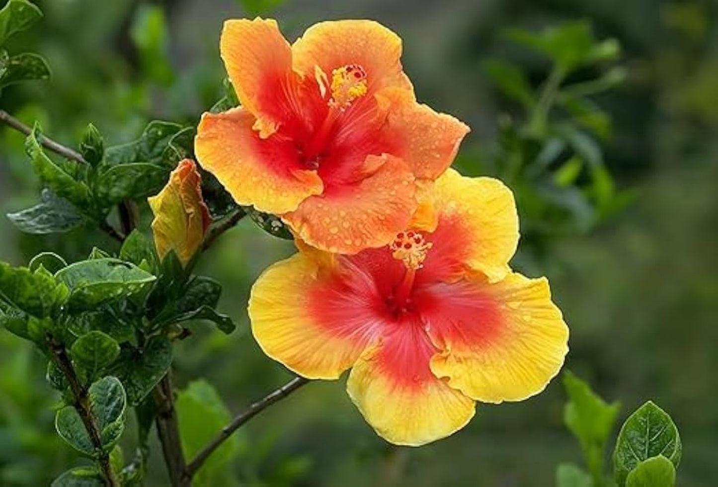 Red Yellow Hibiscus Flower Seeds