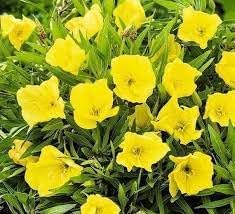 Oenothera Missouriensis Flower seeds for Planting Wildflower Mix Heirloom & GMO Free Seeds for Home Garden 
 
 Sale for planting in home garden