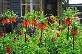 Imperialis Flower seeds for Planting - Shade Tolerant, Heirloom & GMO Free Seeds for Home Garden
 
 Sale for planting in home garden