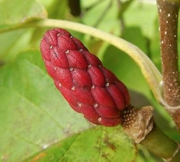 Magnolia Acuminata Tree Seeds for Planting – Heirloom, Non-GMO, Easy to Grow, Deciduous
