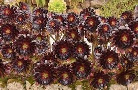 Arboreum Atropureum Flower seeds for Planting - Low Maintenance, Heirloom & GMO Free Seeds for Home Garden
 
 Sale for planting in home garden.