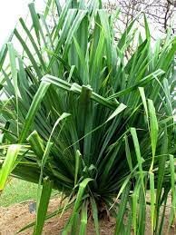 Heirloom Screwpine Flower seeds for Planting Cut Flower Favorite Heirloom & GMO Free Seeds for Home Garden 
 
 Sale for planting in home garden