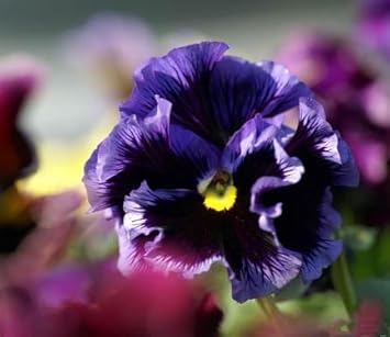 Violet Pansy Flower seeds for Planting - Easy to Grow, Heirloom & GMO Free Seeds for Home Garden
 
 Sale for planting in home garden