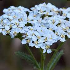 yarrow flower seeds sky blue