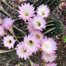 Kakteen Flower seeds for Planting Seasonal Bloomer Heirloom & GMO Free Seeds for Home Garden 
 
 Sale seeds for home garden planting