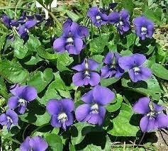 Violet Flower seeds for Planting - Bright Blooms, Heirloom & GMO Free Seeds for Home Garden
 
 Sale for planting in home garden