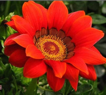 Gazania Bronze Shades Flower Seeds
