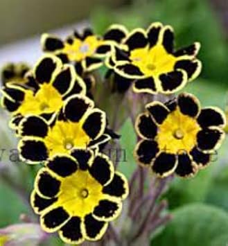 Yellow Black Primrose Flower seeds for Planting - Fragrant Blossoms, Heirloom & GMO Free Seeds for Home Garden
 
 Sale for planting in home garden