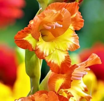 Gladiolus Yellow Orange Flower seeds for Planting - Cut Flower Favorite, Heirloom & GMO Free Seeds for Home Garden
 
 Sale for planting in home garden.