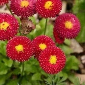 Red Perennis Flower seeds for Planting - Low Maintenance, Heirloom & GMO Free Seeds for Home Garden
 
 Sale for planting in home garden