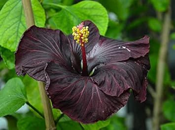 Black Hibiscus Flower seeds for Planting - Compact Growth, Heirloom & GMO Free Seeds for Home Garden
 
 Sale for planting in home garden
